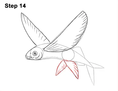 How to Draw a Flying Fish Cod Wings 14