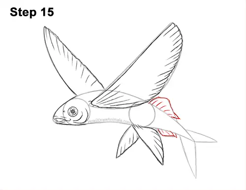 How to Draw a Flying Fish Cod Wings 15