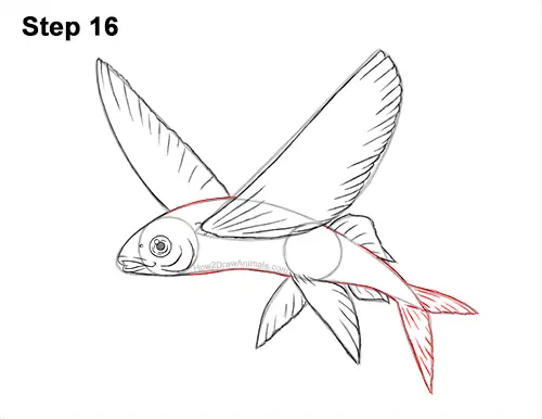 How to Draw a Flying Fish Cod Wings 16