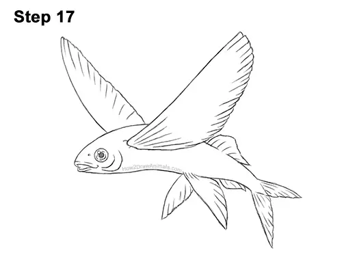 How to Draw a Flying Fish Cod Wings 17