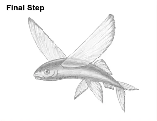 How to Draw a Flying Fish Cod Wings