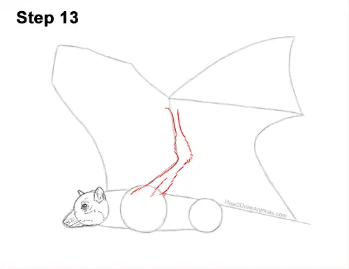 How to Draw a Flying Fox Fruit Bat Wings 13