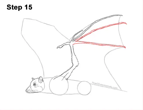 How to Draw a Flying Fox Fruit Bat Wings 15