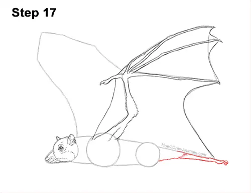 How to Draw a Flying Fox Fruit Bat Wings 17