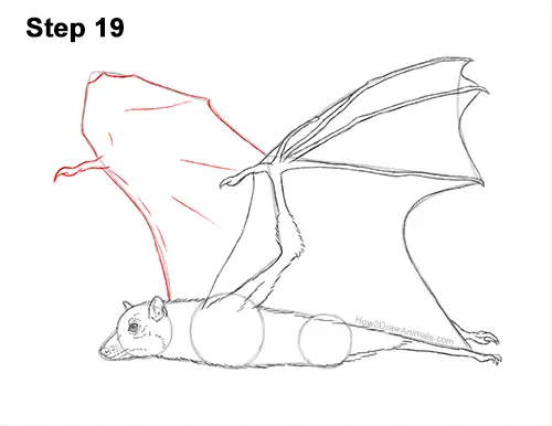 How to Draw a Flying Fox Fruit Bat Wings 19