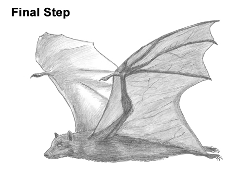 How to Draw a Flying Fox Fruit Bat Wings