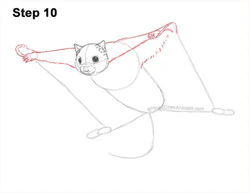 How to Draw a Southern Flying Squirrel Gliding 10