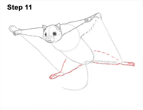 How to Draw a Southern Flying Squirrel Gliding 11