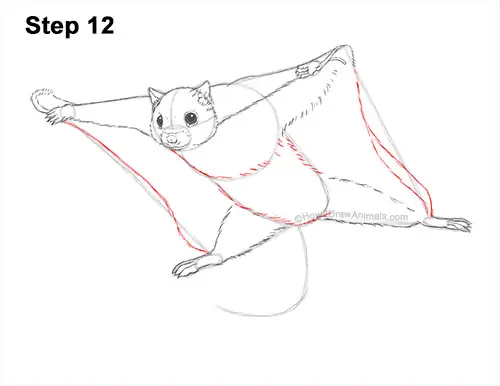 How to Draw a Southern Flying Squirrel Gliding 12