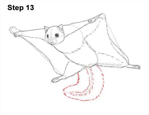 How to Draw a Southern Flying Squirrel Gliding 13