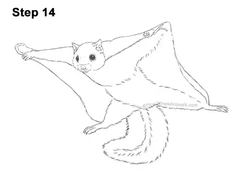 How to Draw a Southern Flying Squirrel Gliding 14
