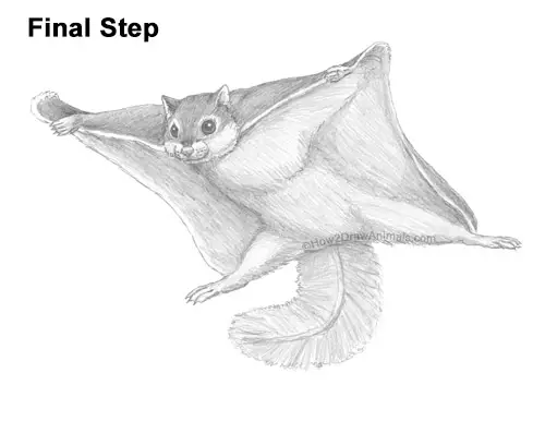 How to Draw a Southern Flying Squirrel Gliding