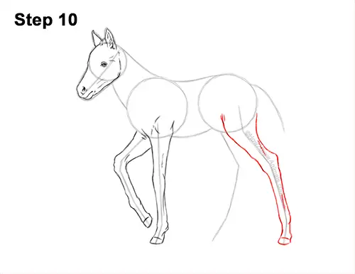 How to Draw a Foal Baby Horse Walking Side View 10