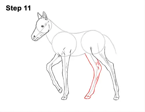 How to Draw a Foal Baby Horse Walking Side View 11