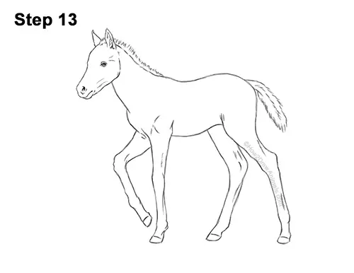 How to Draw a Foal Baby Horse Walking Side View 13