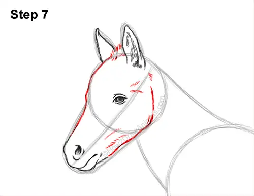 How to Draw a Foal Baby Horse Walking Side View 7