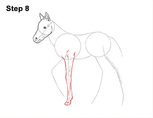 How to Draw a Foal Baby Horse Walking Side View 8