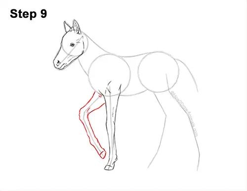How to Draw a Foal Baby Horse Walking Side View 9