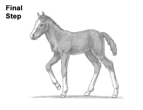 How to Draw a Foal Baby Horse Walking Side View