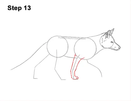 How to Draw a Red Fox Walking Side View 13