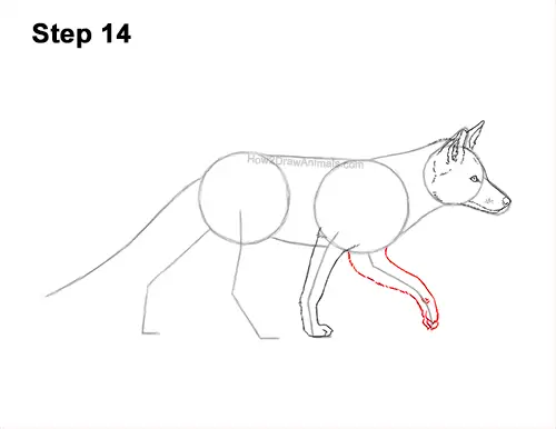 How to Draw a Red Fox Walking Side View 14