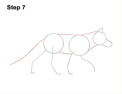 How to Draw a Red Fox Walking Side View 7