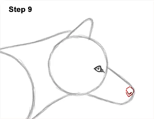 How to Draw a Red Fox Walking Side View 9