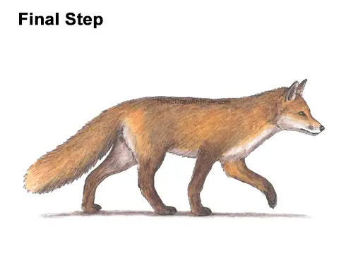 How to Draw a Red Fox Walking Side View Color