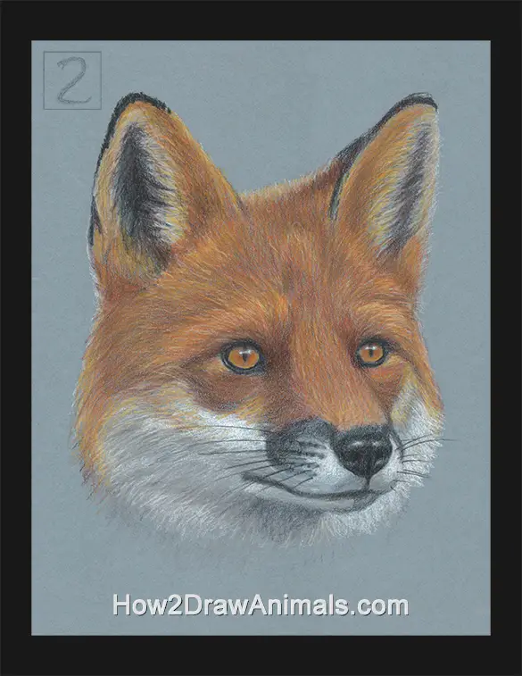 Red Fox Portrait Drawing