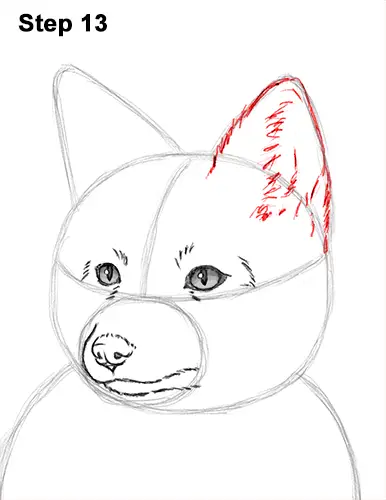 How to Draw a Red Fox Sitting 13