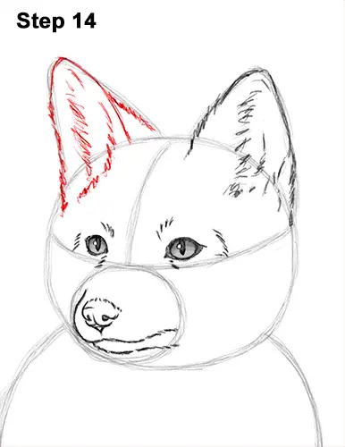 How to Draw a Red Fox Sitting 14