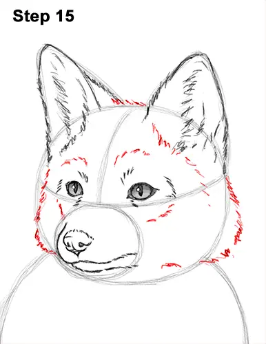 How to Draw a Red Fox Sitting 15