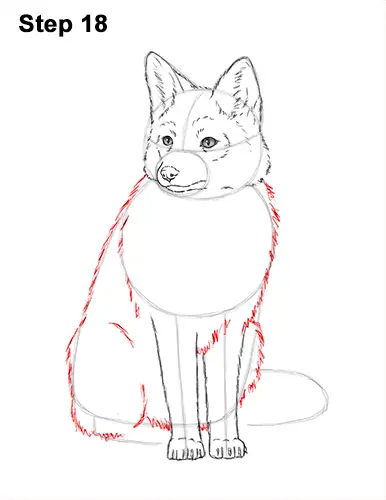 How to Draw a Red Fox Sitting 18