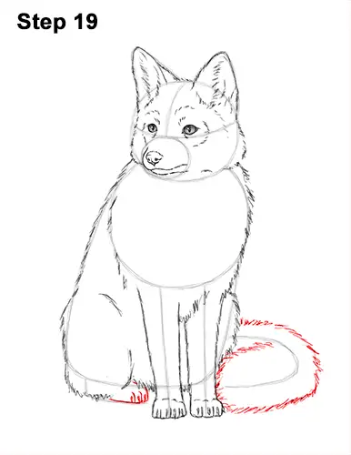 How to Draw a Red Fox Sitting 19