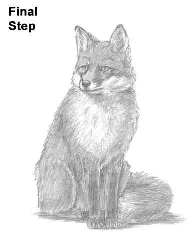 How to Draw a Red Fox Sitting