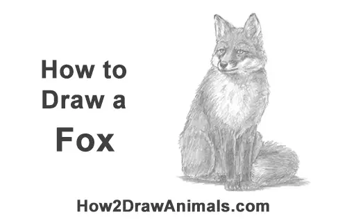 How to Draw a Red Fox Sitting