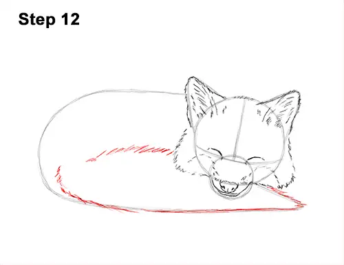 How to Draw Cute Red Fox Sleeping Asleep 12