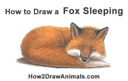 How to Draw Cute Red Fox Sleeping Asleep