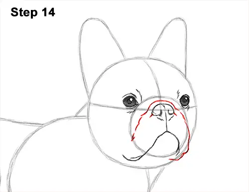 How to Draw French Bulldog Frenchie Puppy Dog 14