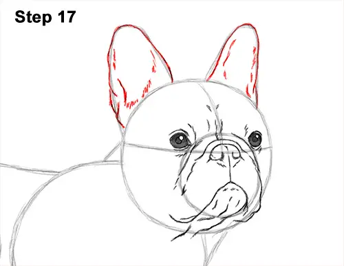 How to Draw French Bulldog Frenchie Puppy Dog 17