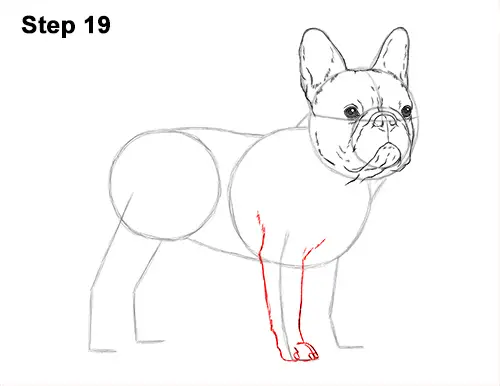 How to Draw French Bulldog Frenchie Puppy Dog 19
