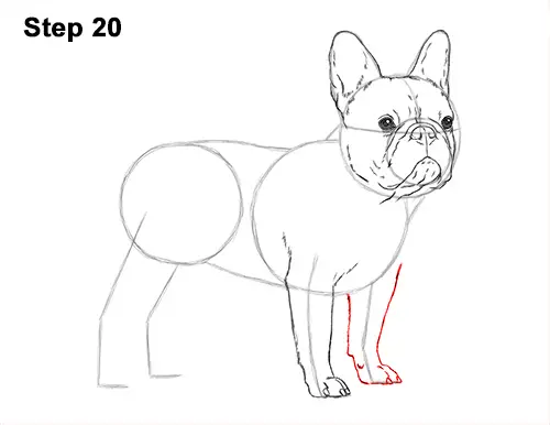 How to Draw French Bulldog Frenchie Puppy Dog 20