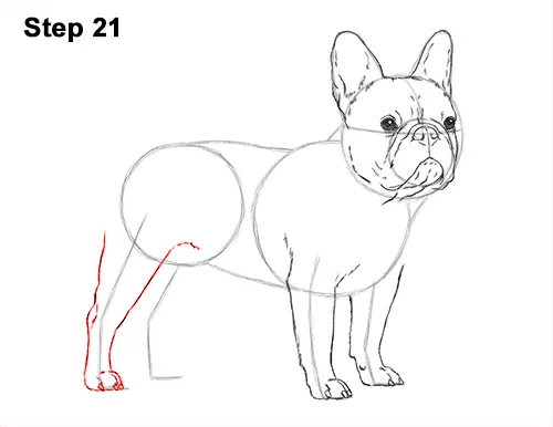 How to Draw French Bulldog Frenchie Puppy Dog 21