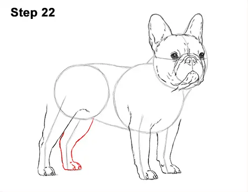 How to Draw French Bulldog Frenchie Puppy Dog 22