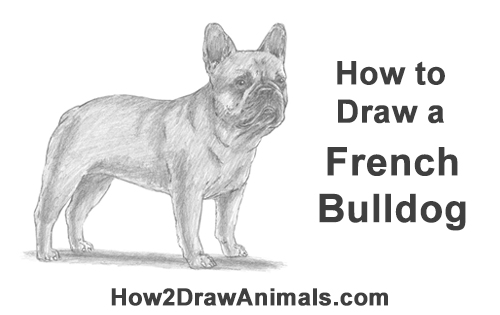 How to Draw French Bulldog Frenchie Puppy Dog