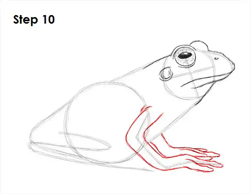 Draw Frog 10
