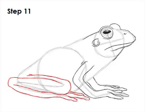 Draw Frog 11