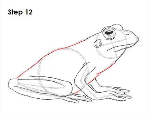 Draw Frog 12