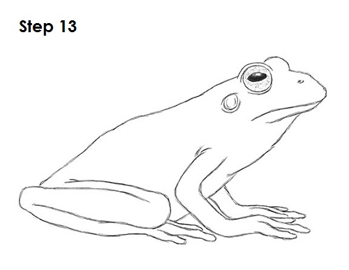 Draw Frog 13