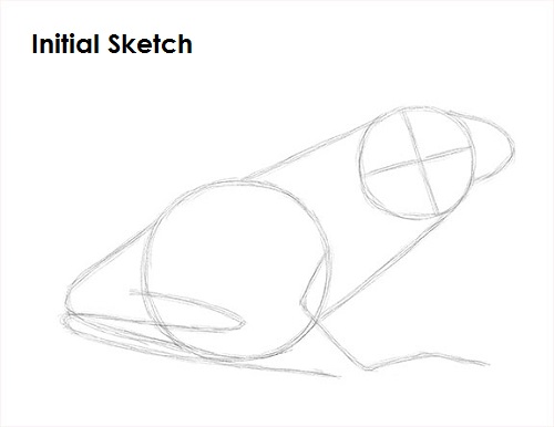Draw Frog Sketch